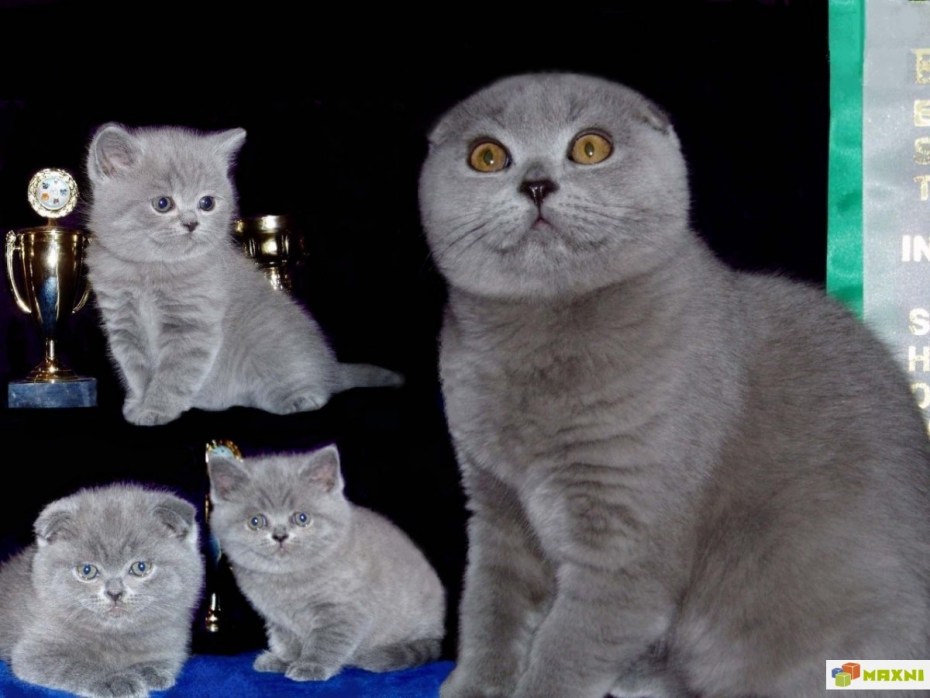 Скоттиш фолд британец прямоухий