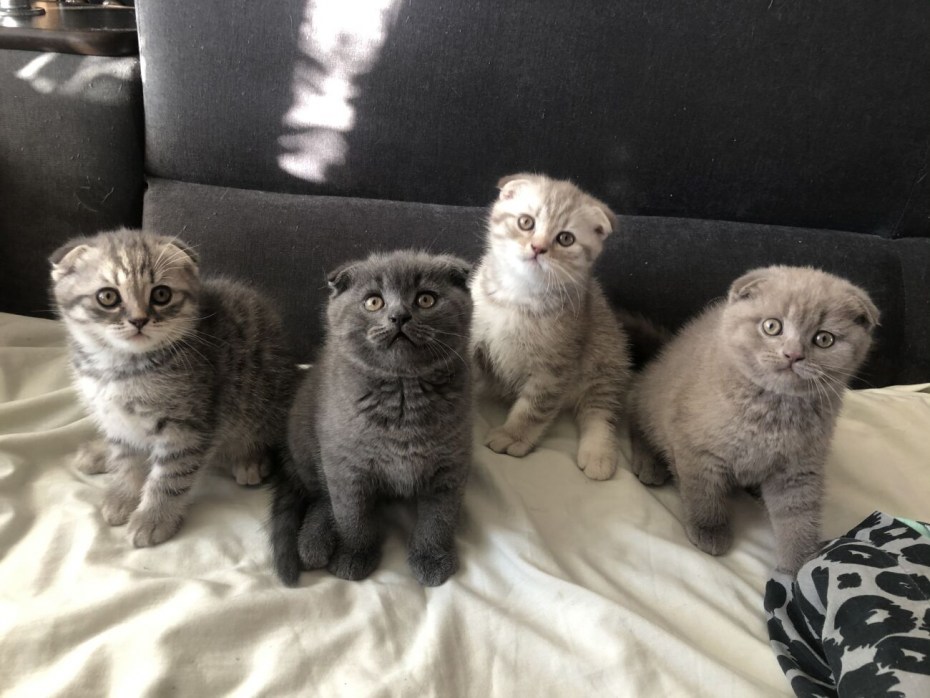 Кошки британцы описание породы фото
