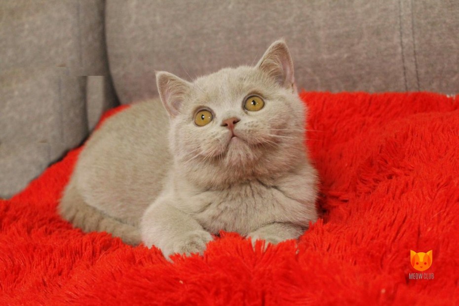 Шотландские и британские мраморные котята отличия