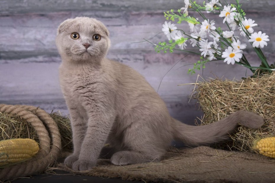 Британские и Шотландские котята