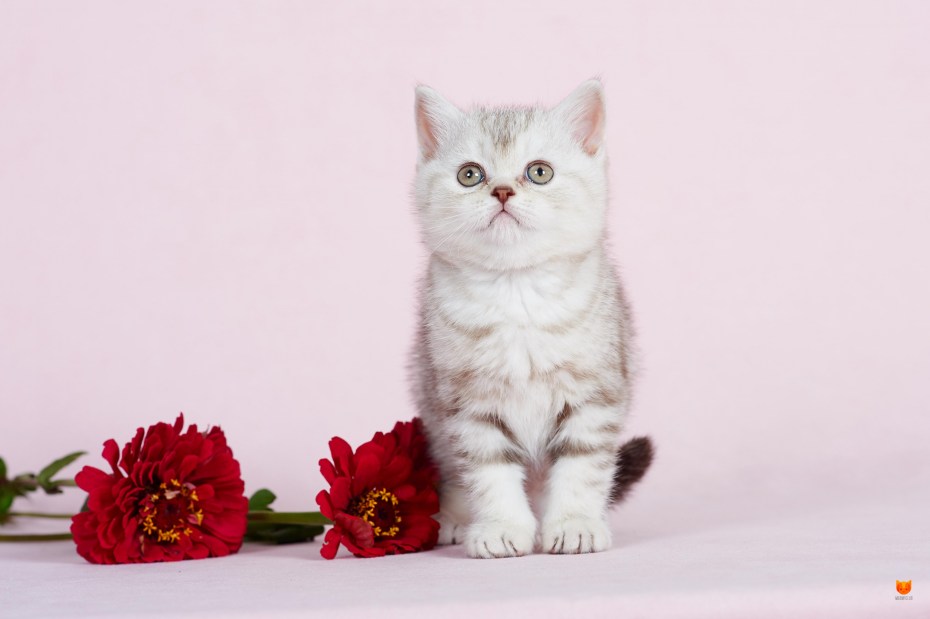 Много котят на белом фоне