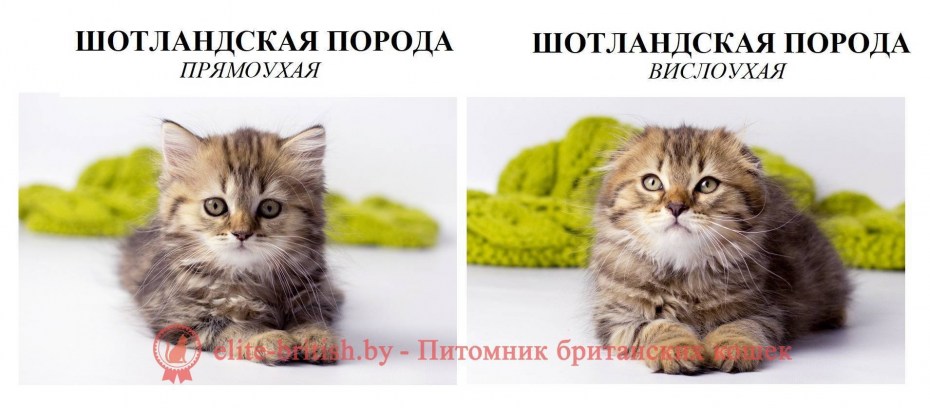 Вислоухие кошки британские и Шотландские