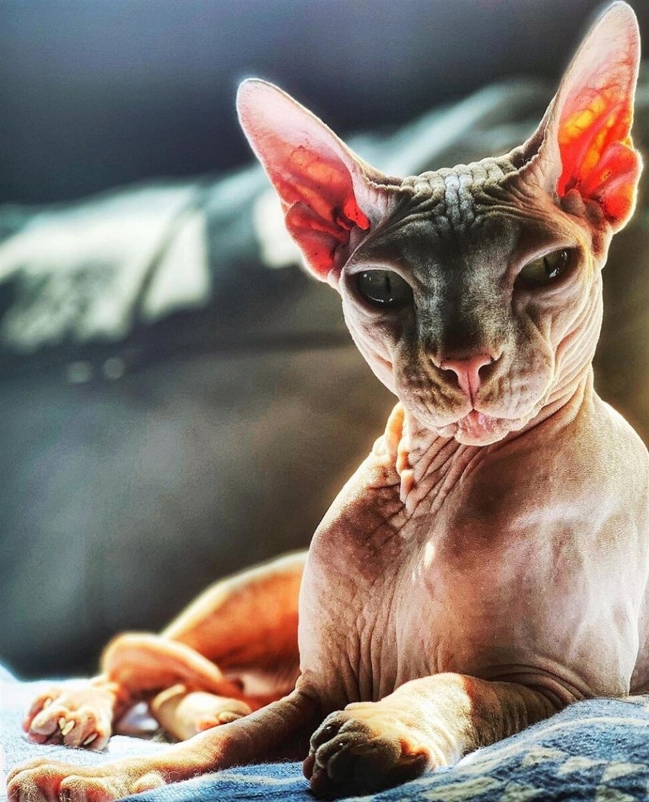 Сфинкс кошка