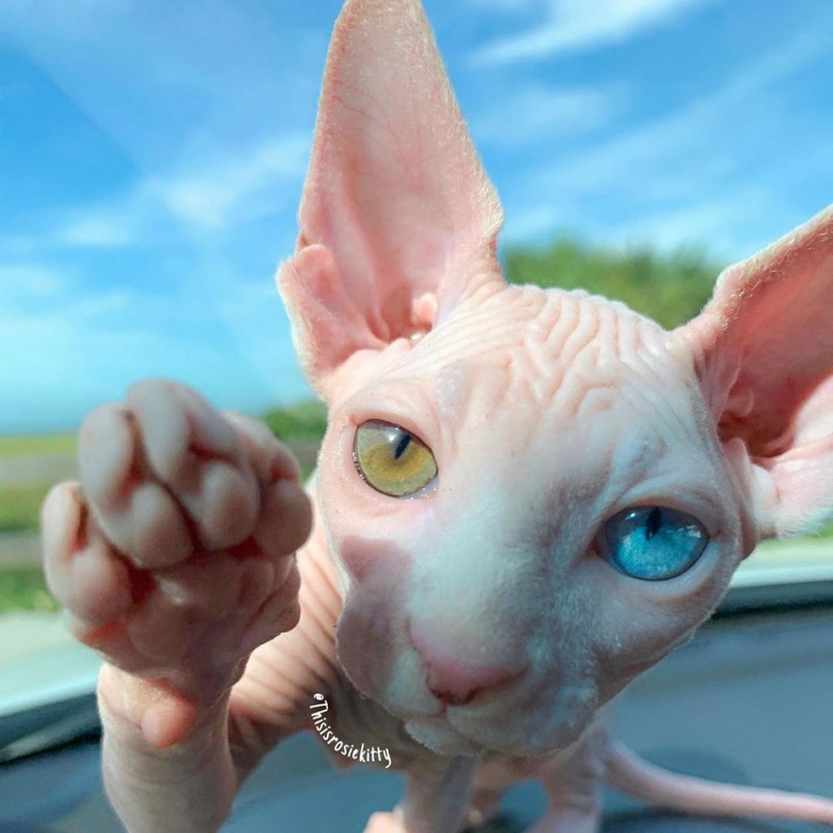 Коты сфинксы