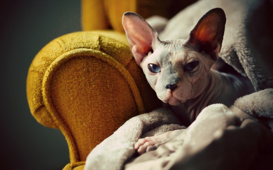 Кот сфинкс фото