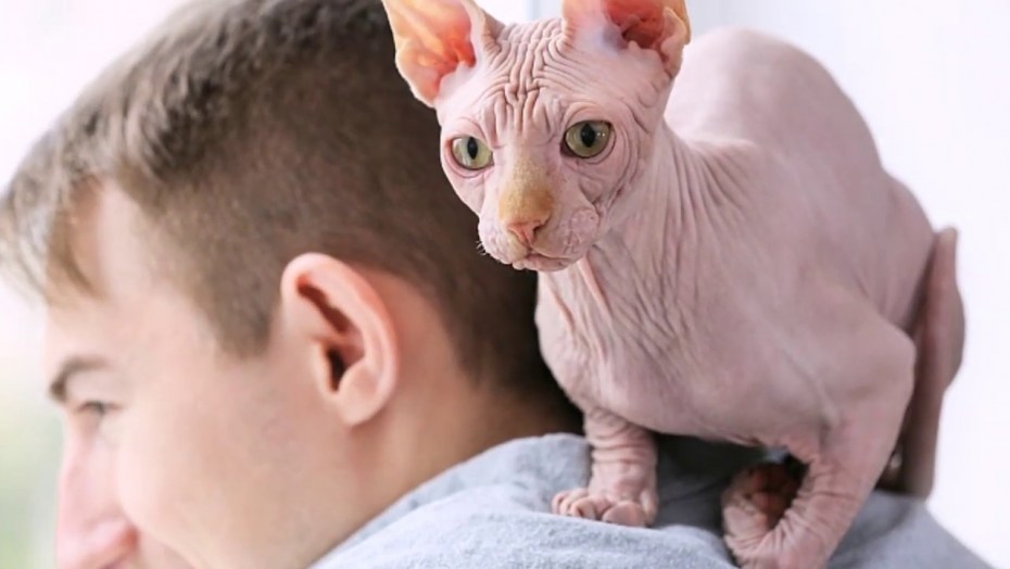 Кот породы сфинкс