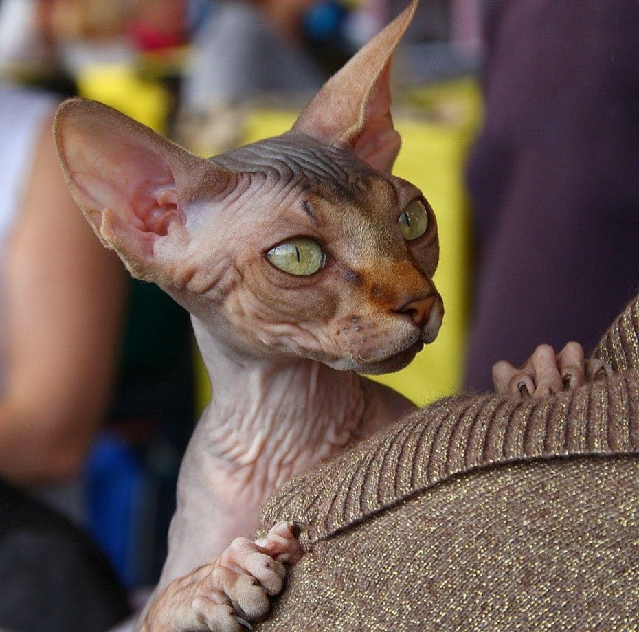 Королевский сфинкс
