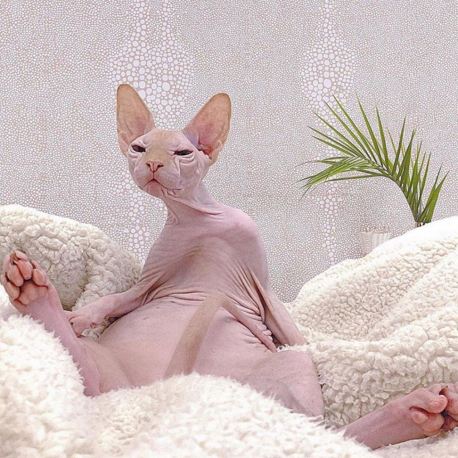 Сфинкс котенок