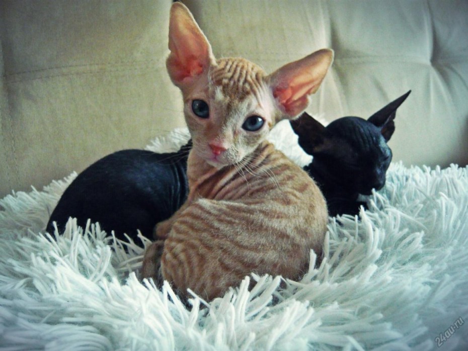 Сфинкс кошка рыжая