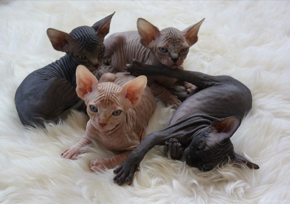 Канадский сфинкс фото котят