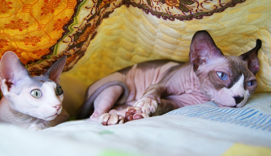 Сфинкс кошка пятнистая