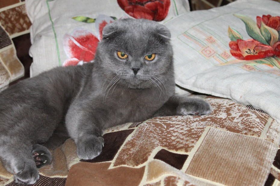 Скоттиш фолд черный шоколад