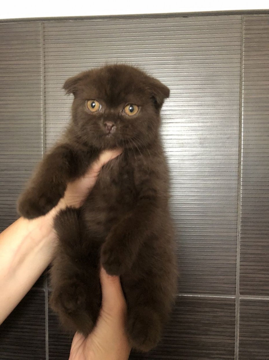 Черный вислоухий котенок СПБ