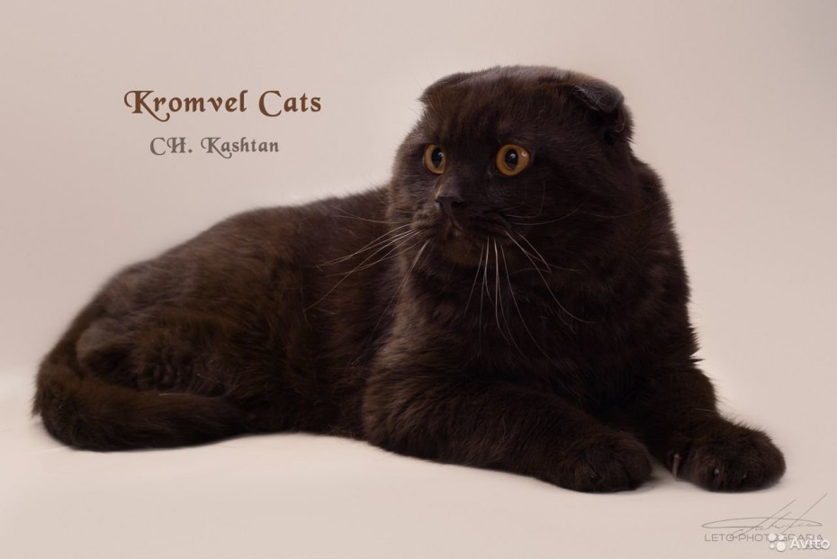 Вислоухий скоттиш-фолд коричневый