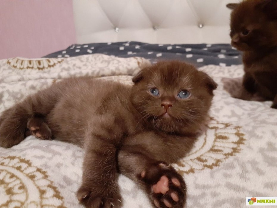 Шоколадный шотландский вислоухий котенок