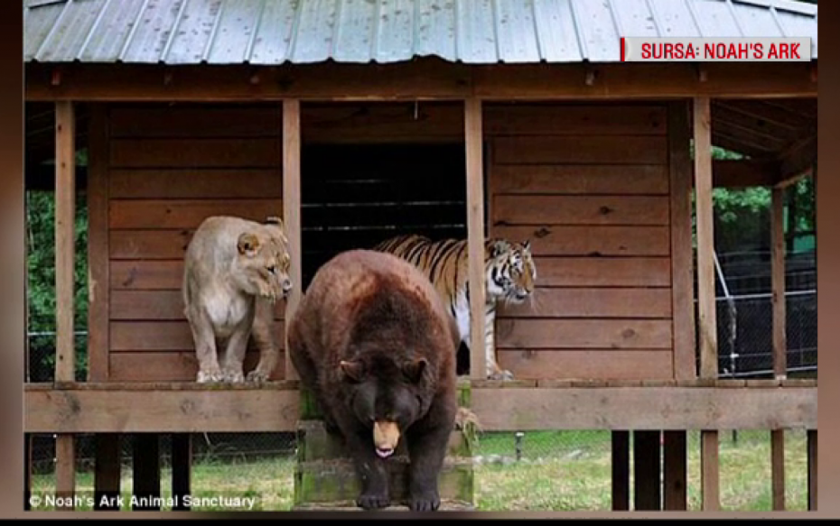 Лев козленок