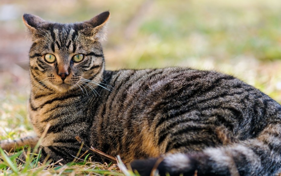 Коты табби