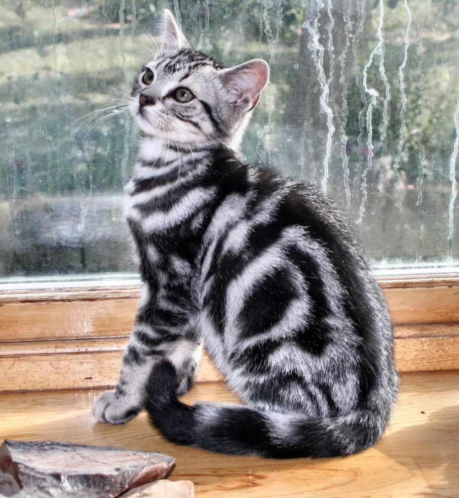 Кот азиатский табби