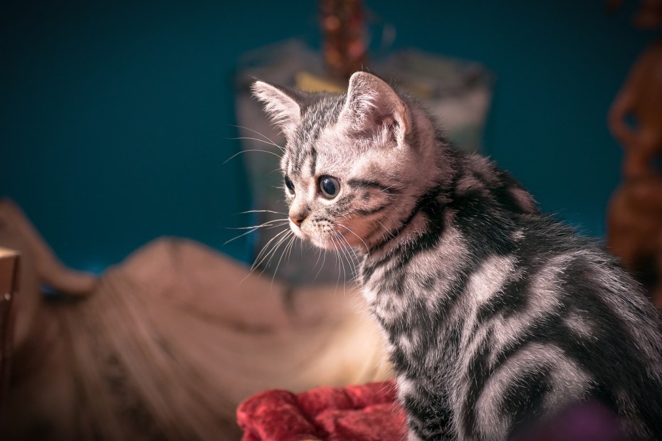 Британская кошка табби