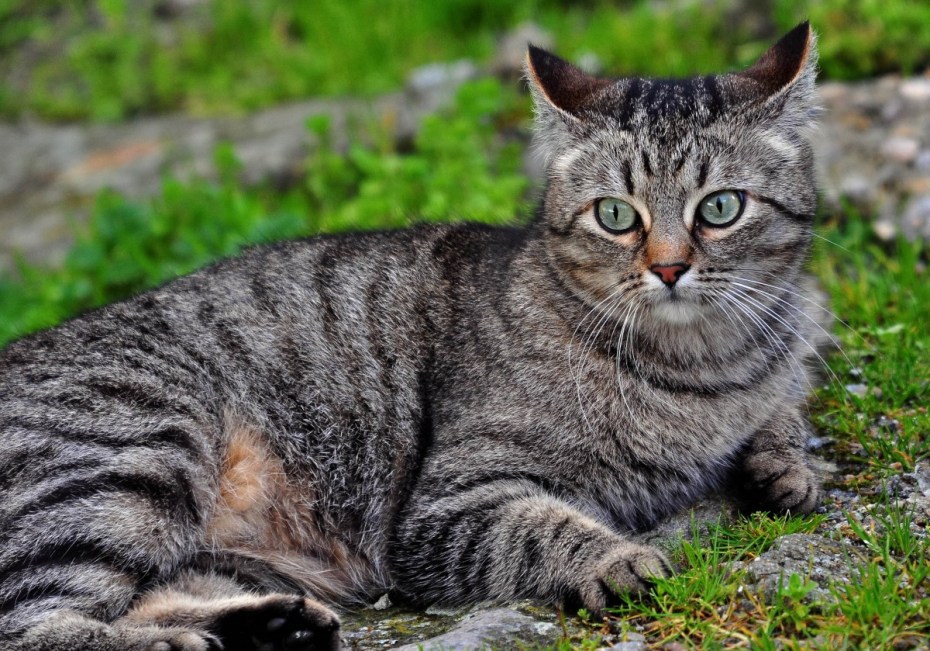 Агути табби кот