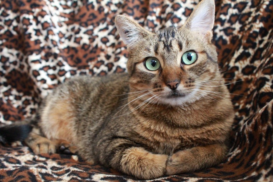 Тэбби коты