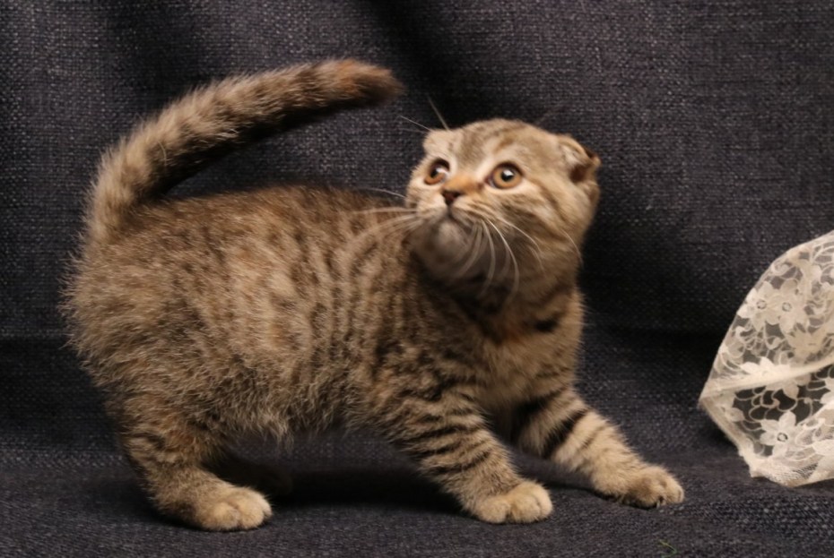 Азиатская табби кошка