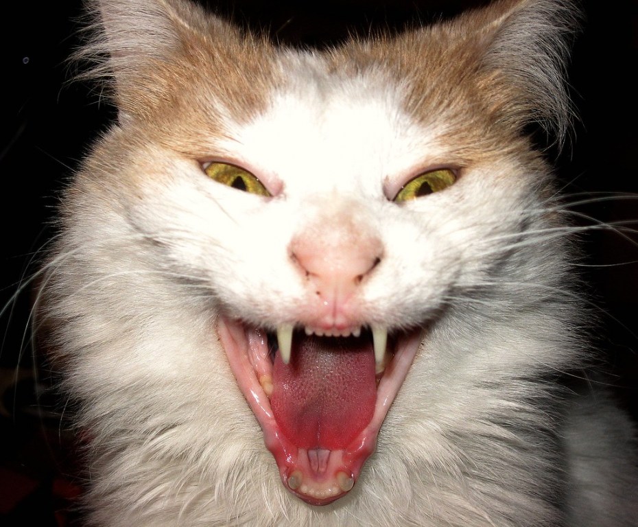 Страшный кот