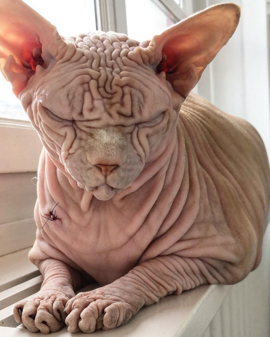 Брутальный кот