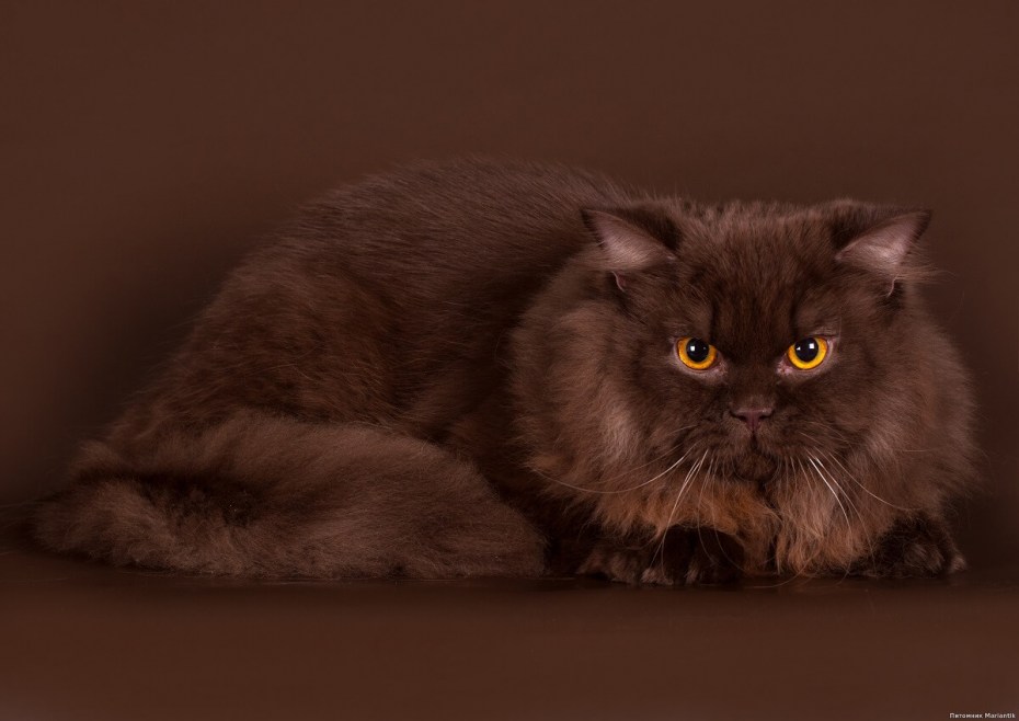 Йоркская Шотландская кошка