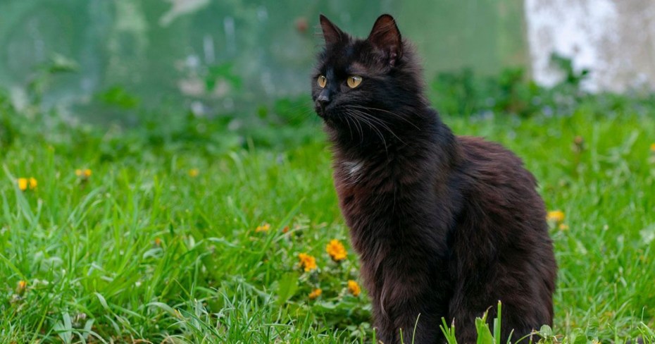 York Chocolate Cat