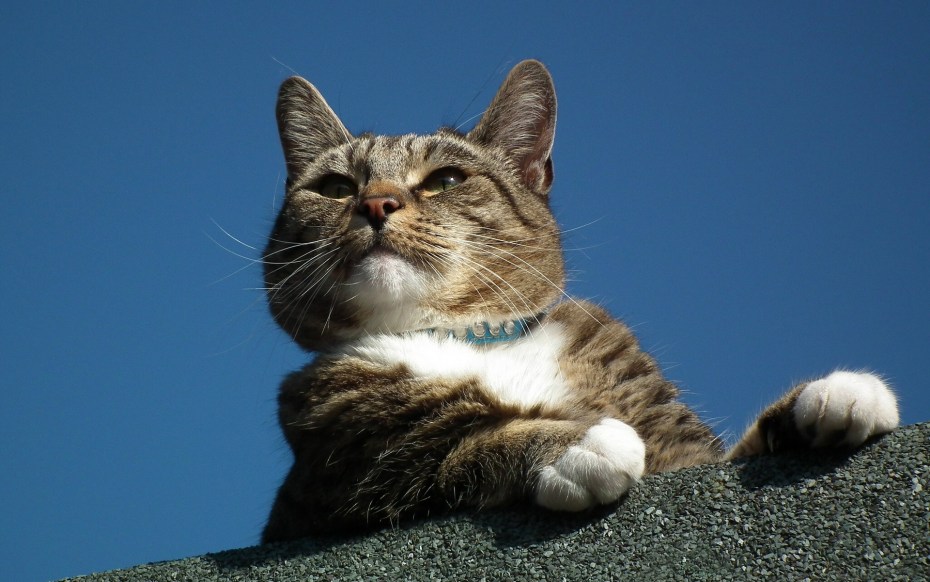 Котенок с высунутым языком