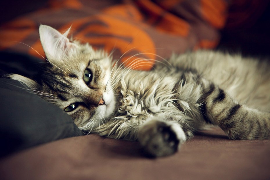 Милая кошка