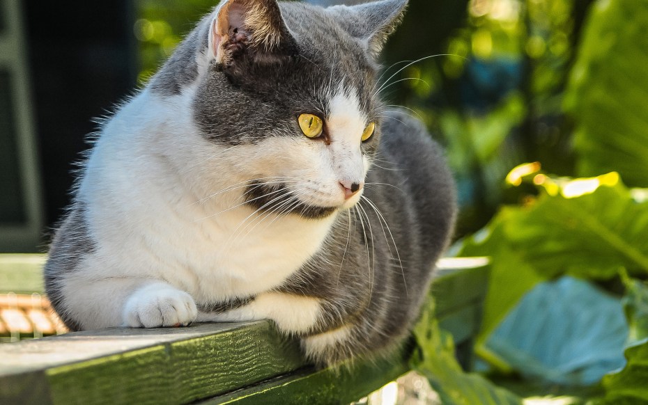 Коричневая полосатая кошка