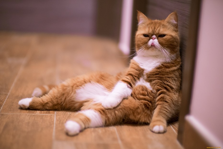 Кошка с желтыми глазами