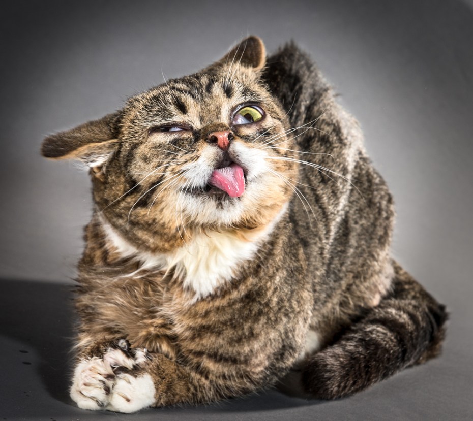 Кошара кот