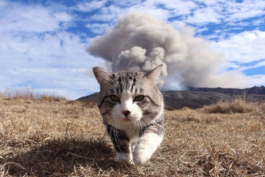 Забавный кот