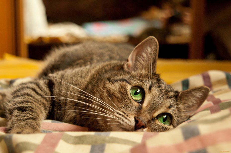 Картинки кошек