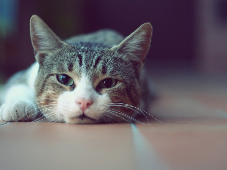 Веселый котик