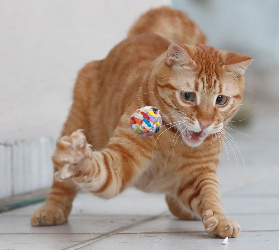 Msk Cat