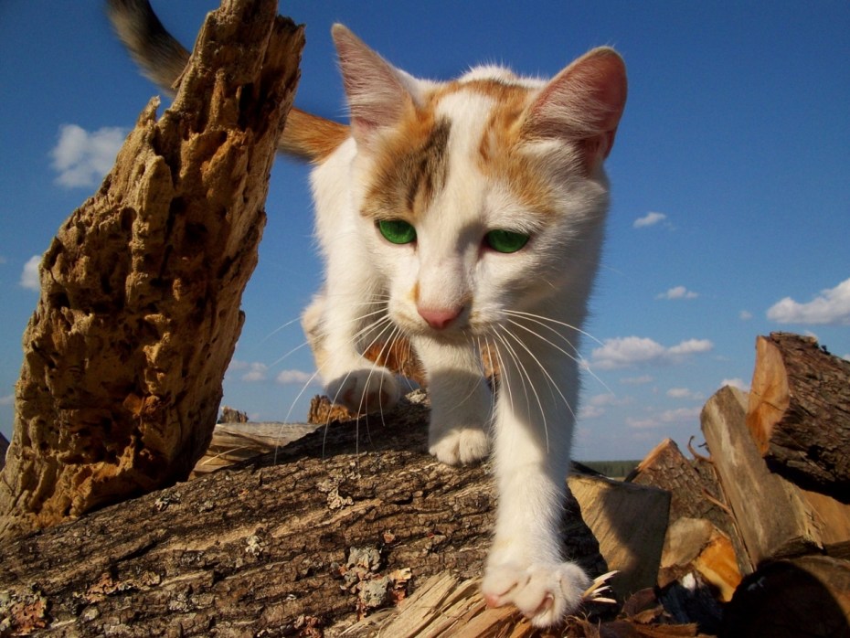 Картинки котов
