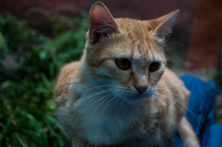 Коты на рабочий стол