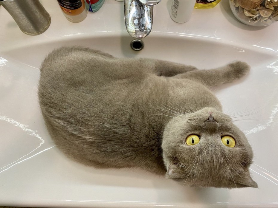 Рыжий кот