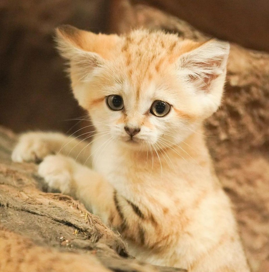 Красивые коты
