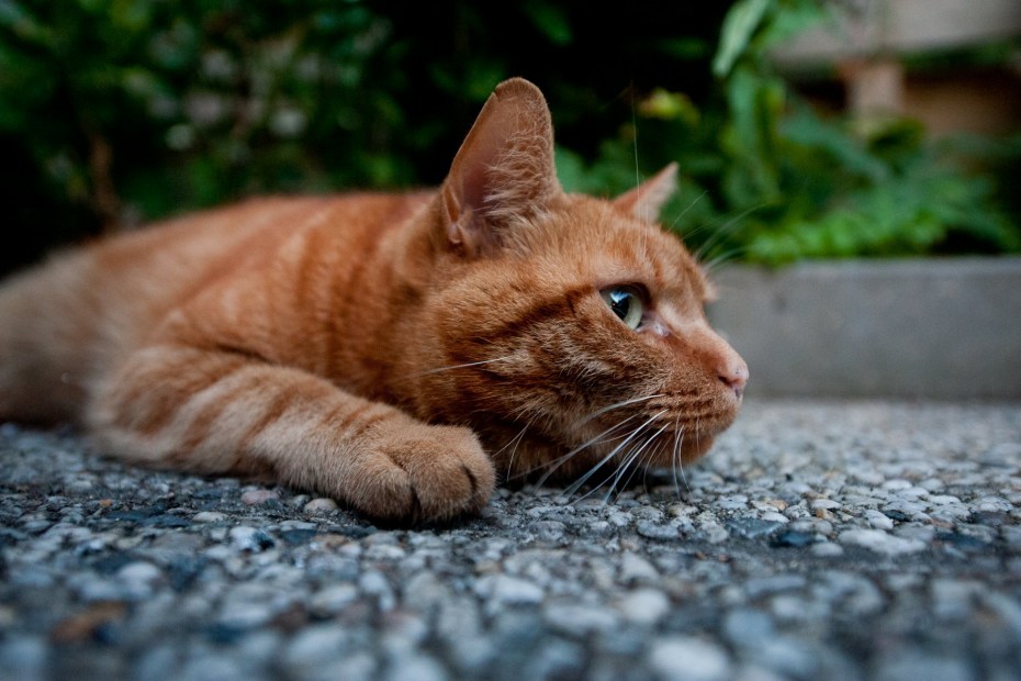Котейка котейка пам