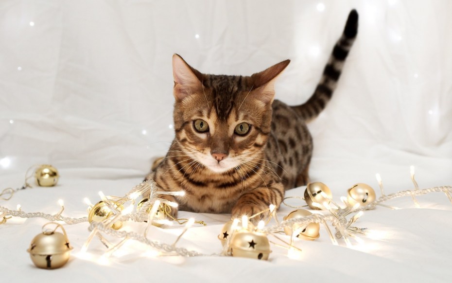 Фотосессия с котом