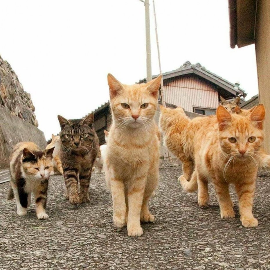 Забавный кот
