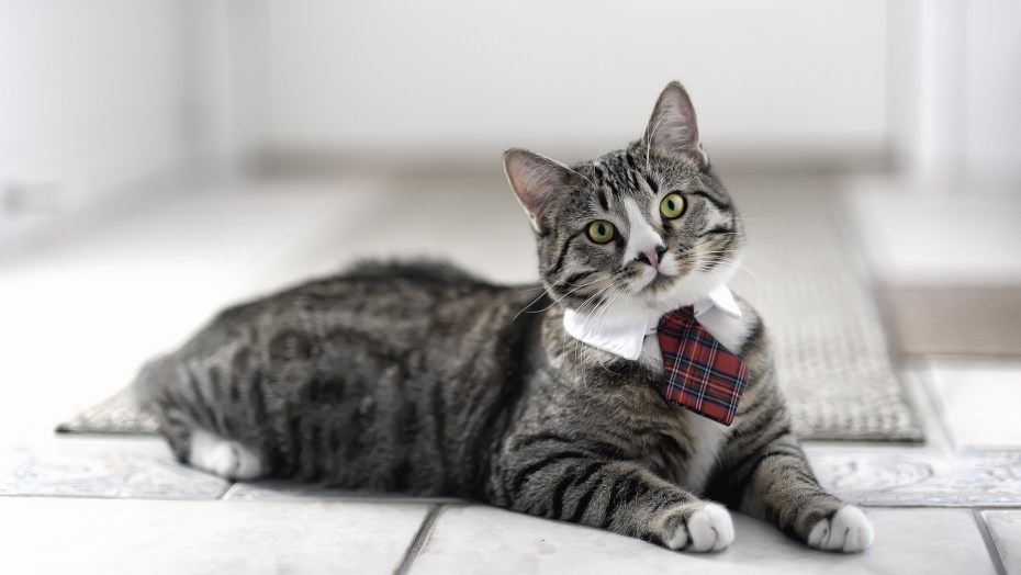 Коты фото