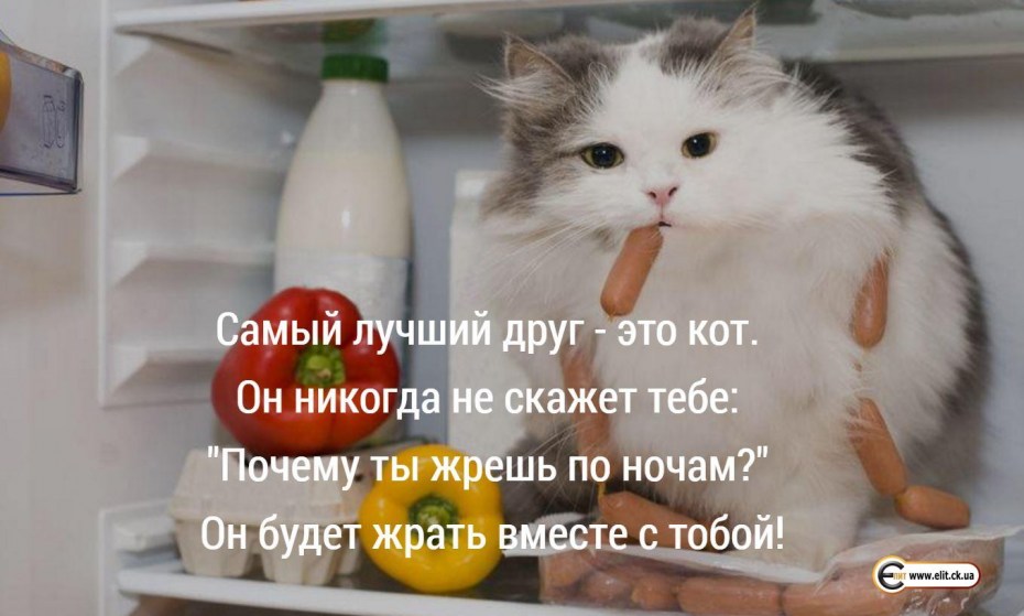 Кот будет жрать вместе с тобой