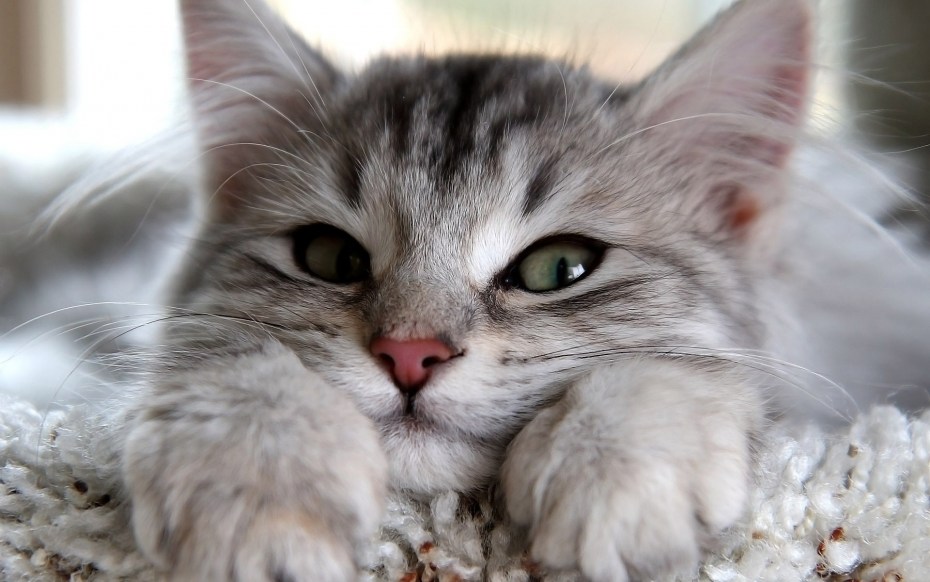 Красивые котики