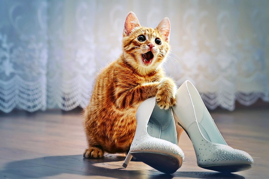 Кот в тапочках